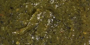 Marinade Olive Basilic