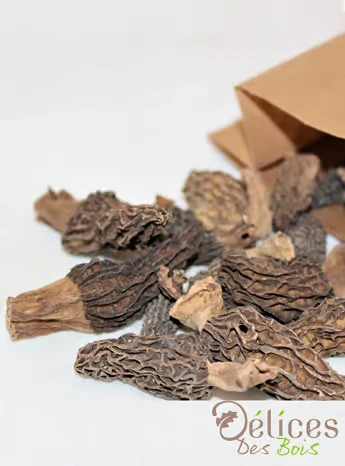 Morilles - champignons