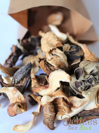 Sélections forestières